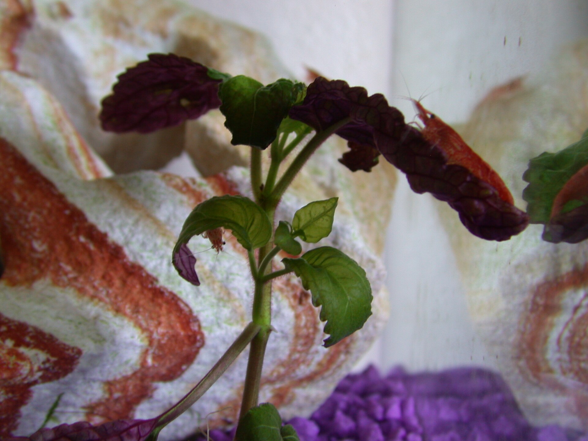 The Complete Shrimp & Snails Guide: Freshwater Invertebrates