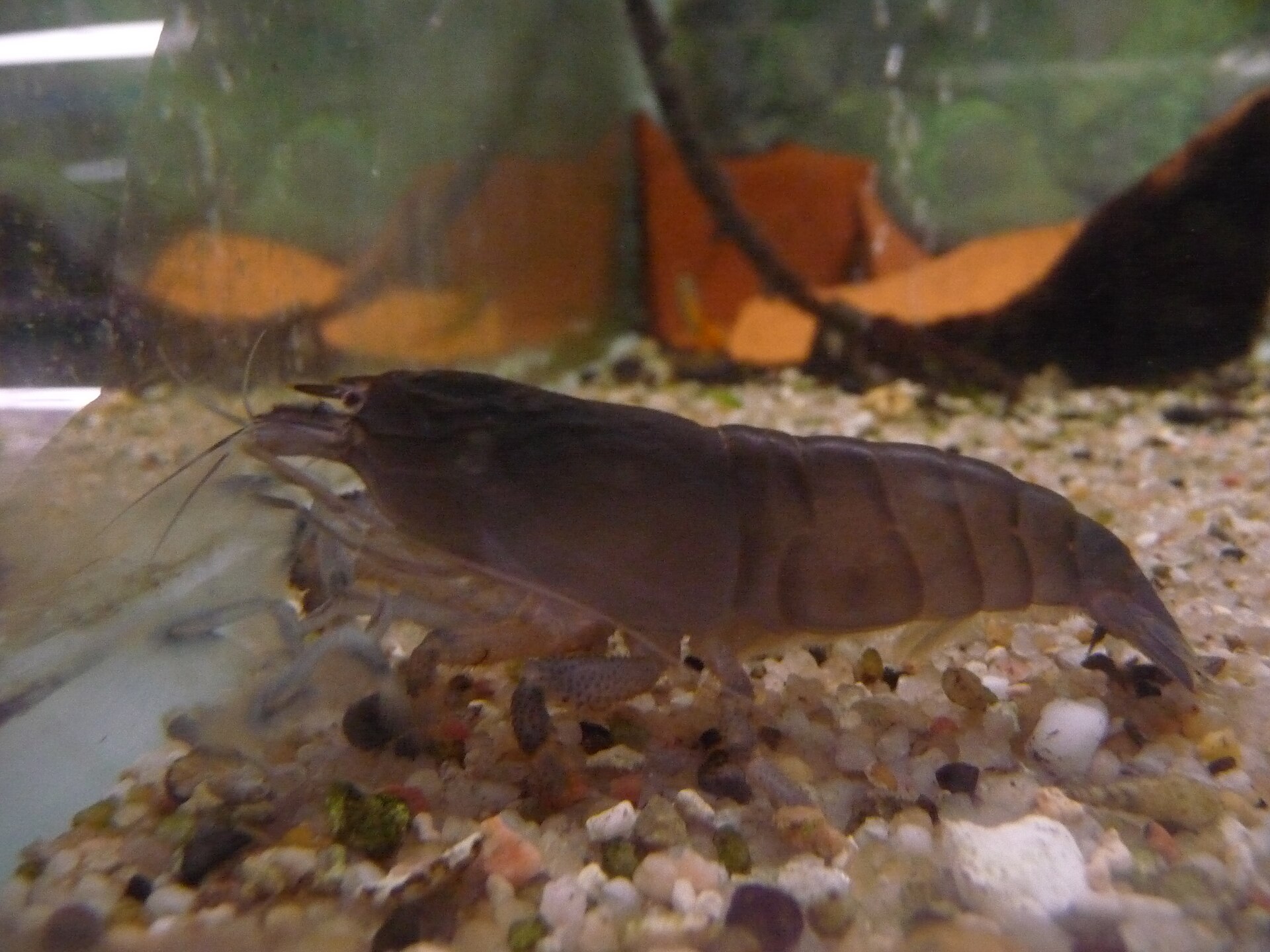 Vampire Shrimp (Atya gabonensis): Filter-Feeder Care
