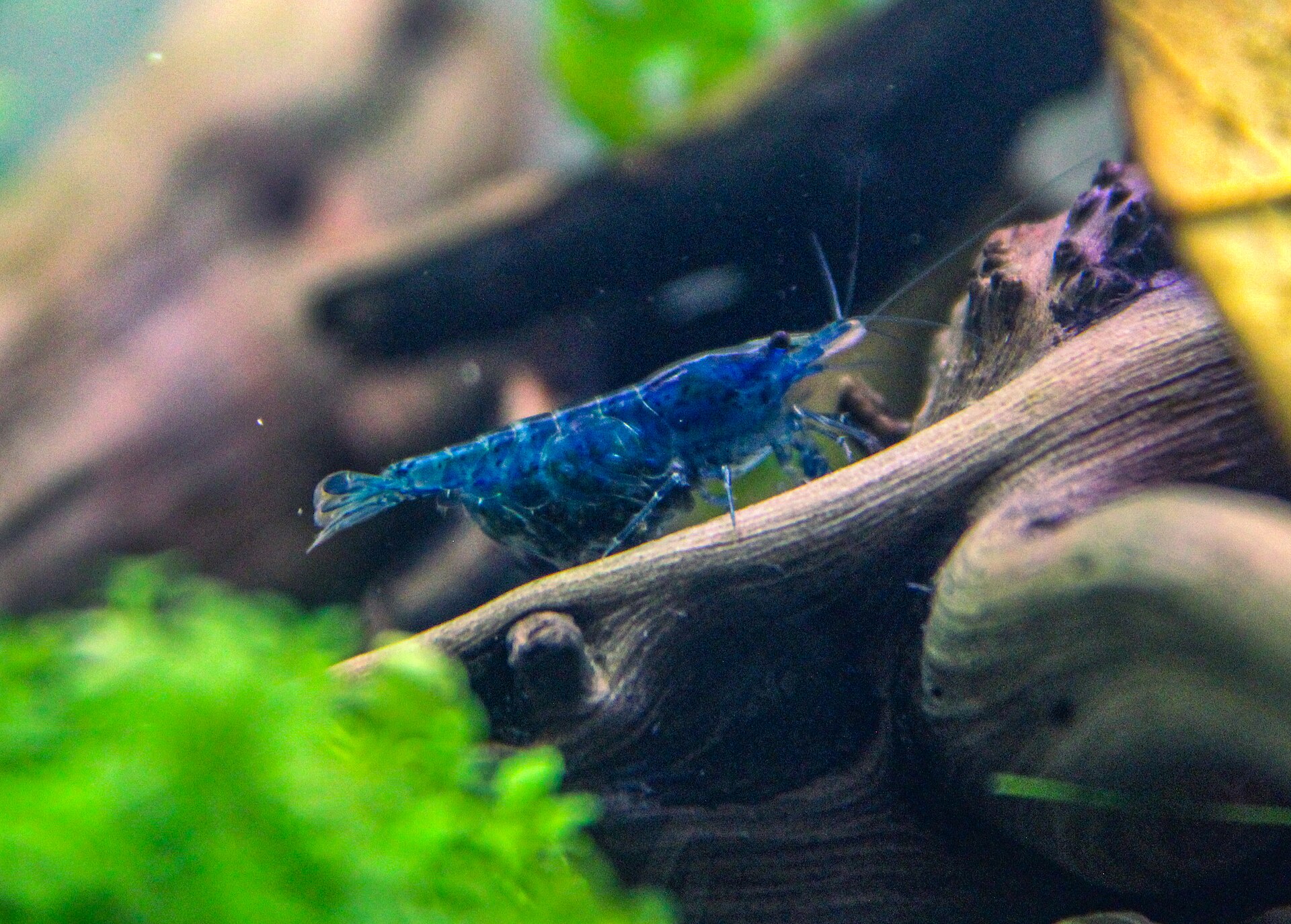 Yellow Shrimp (Neocaridina davidi var.): Care & Line Breeding