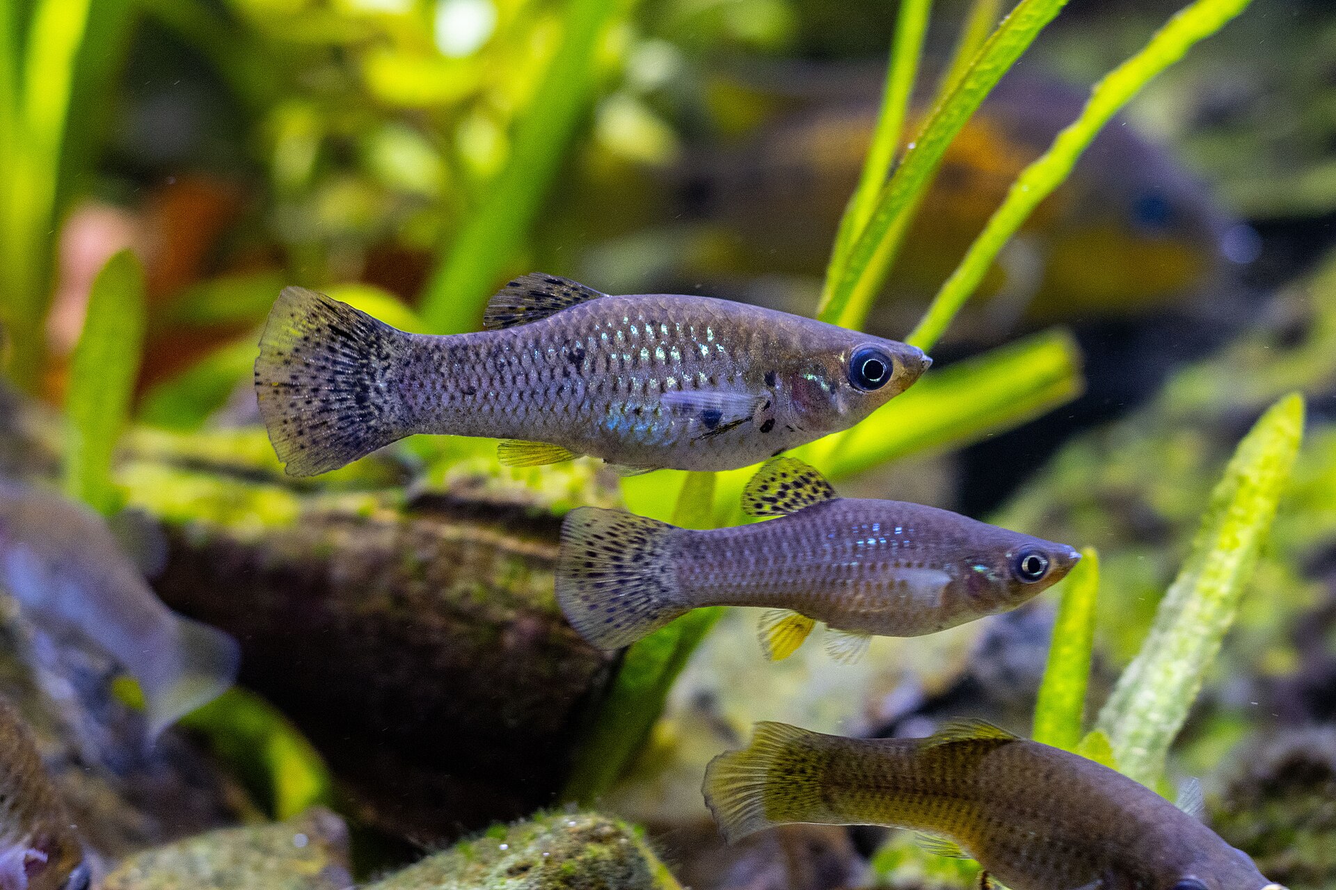 Balloon Molly (Poecilia sphenops): Welfare and Care Limits
