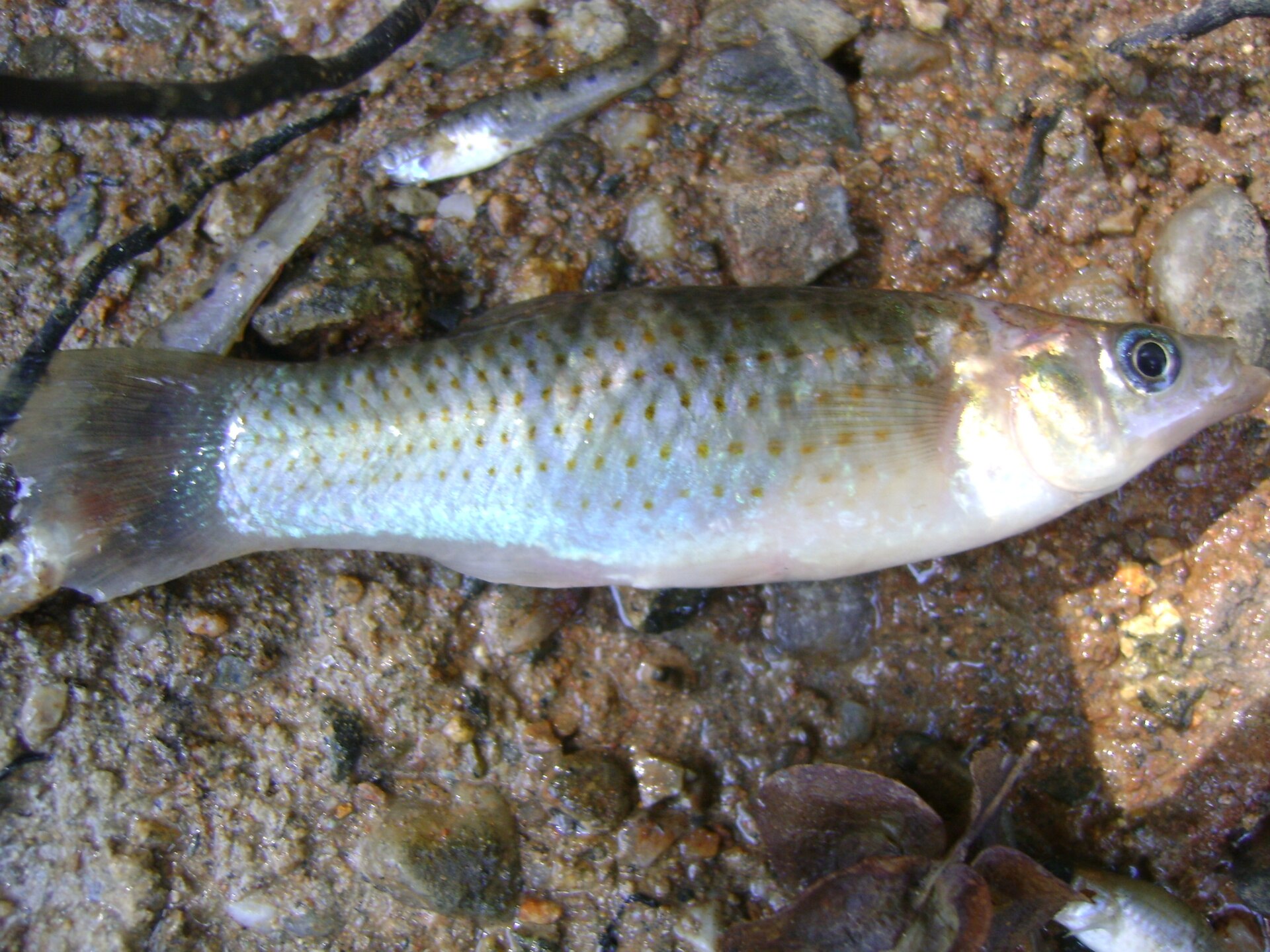 Common Molly (Poecilia sphenops): Freshwater or Brackish?
