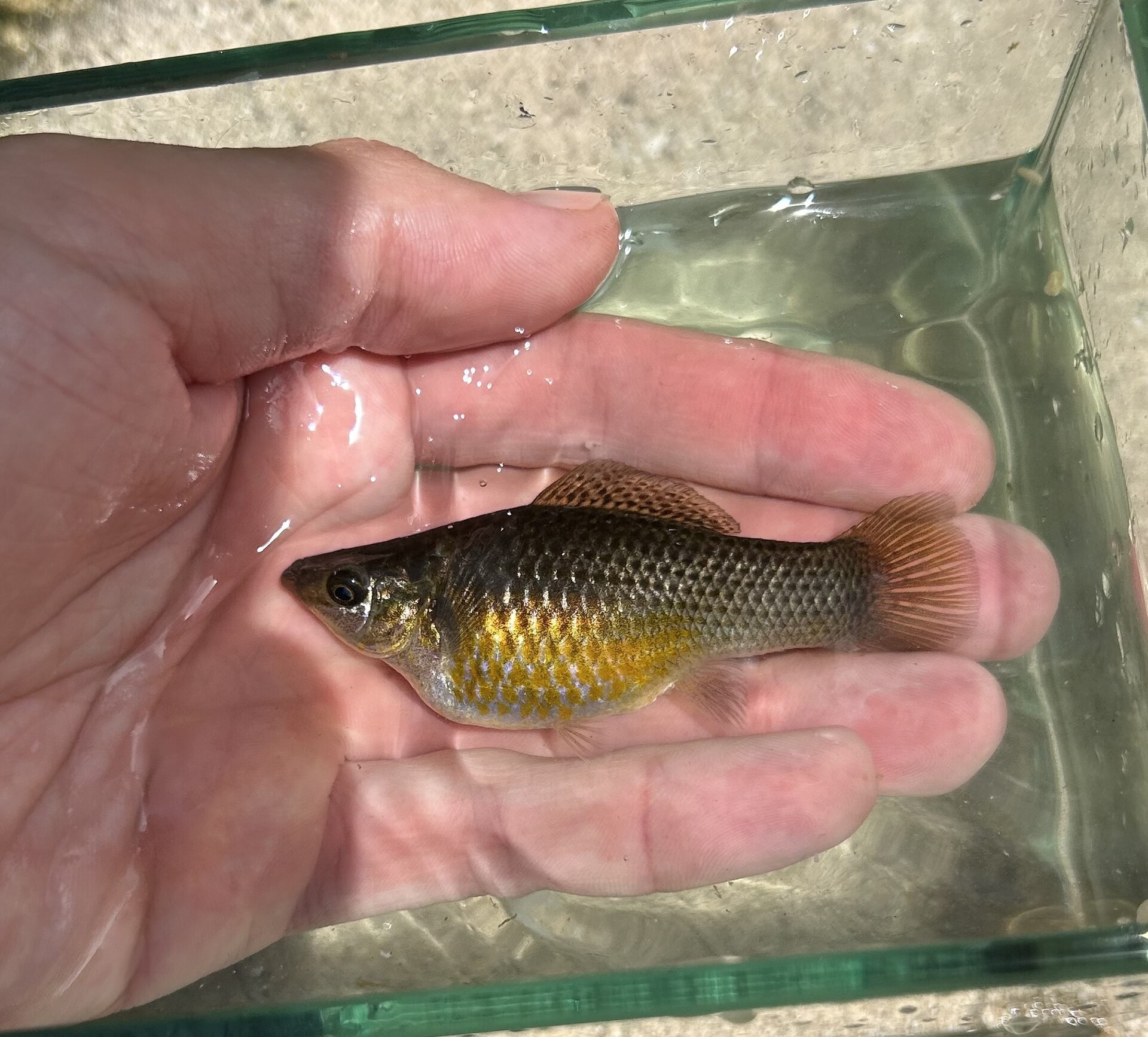 Why Do My Guppies Keep Dying?