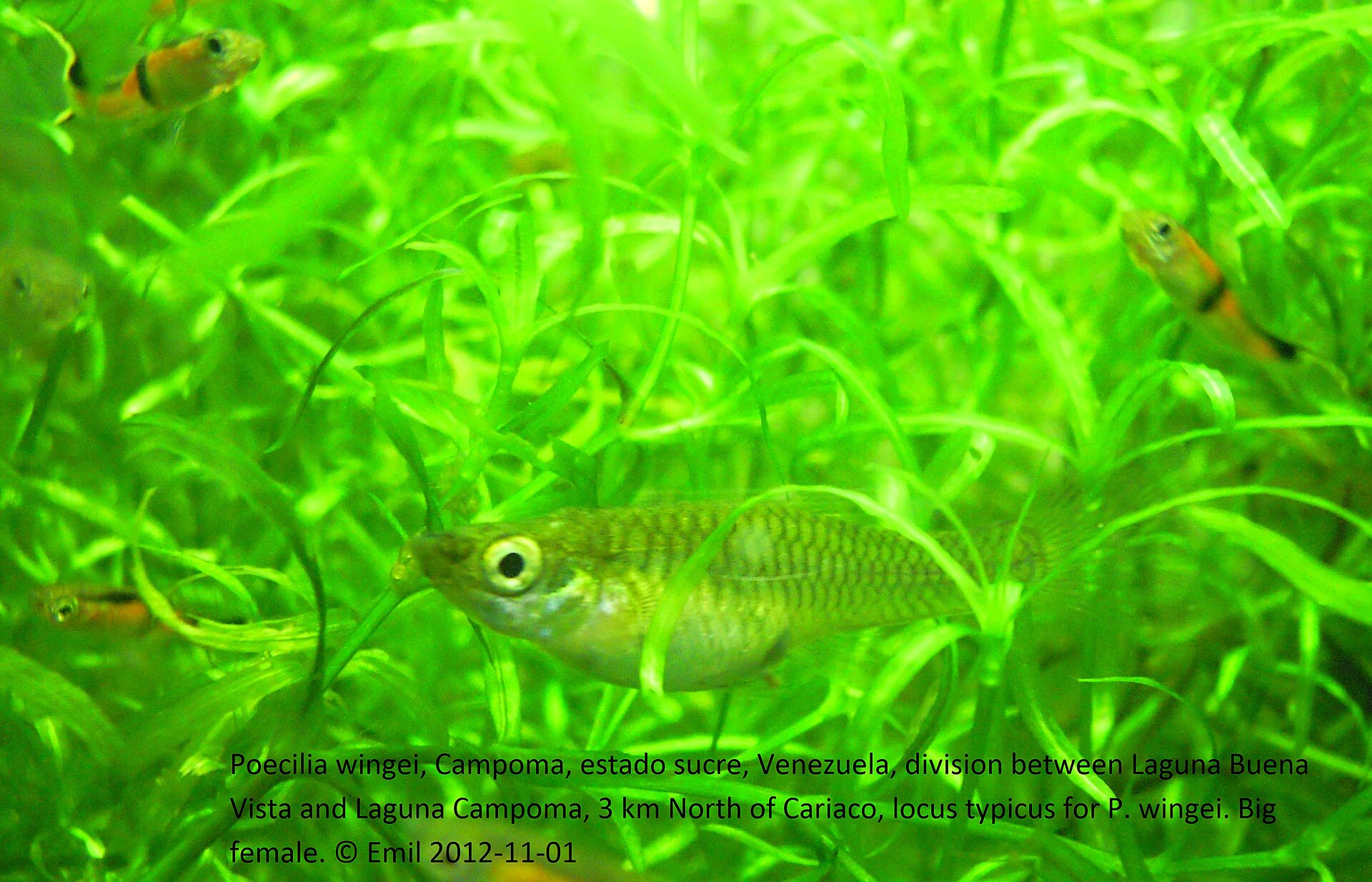 Endler's Livebearer (Poecilia wingei): Pure vs Hybrid Care