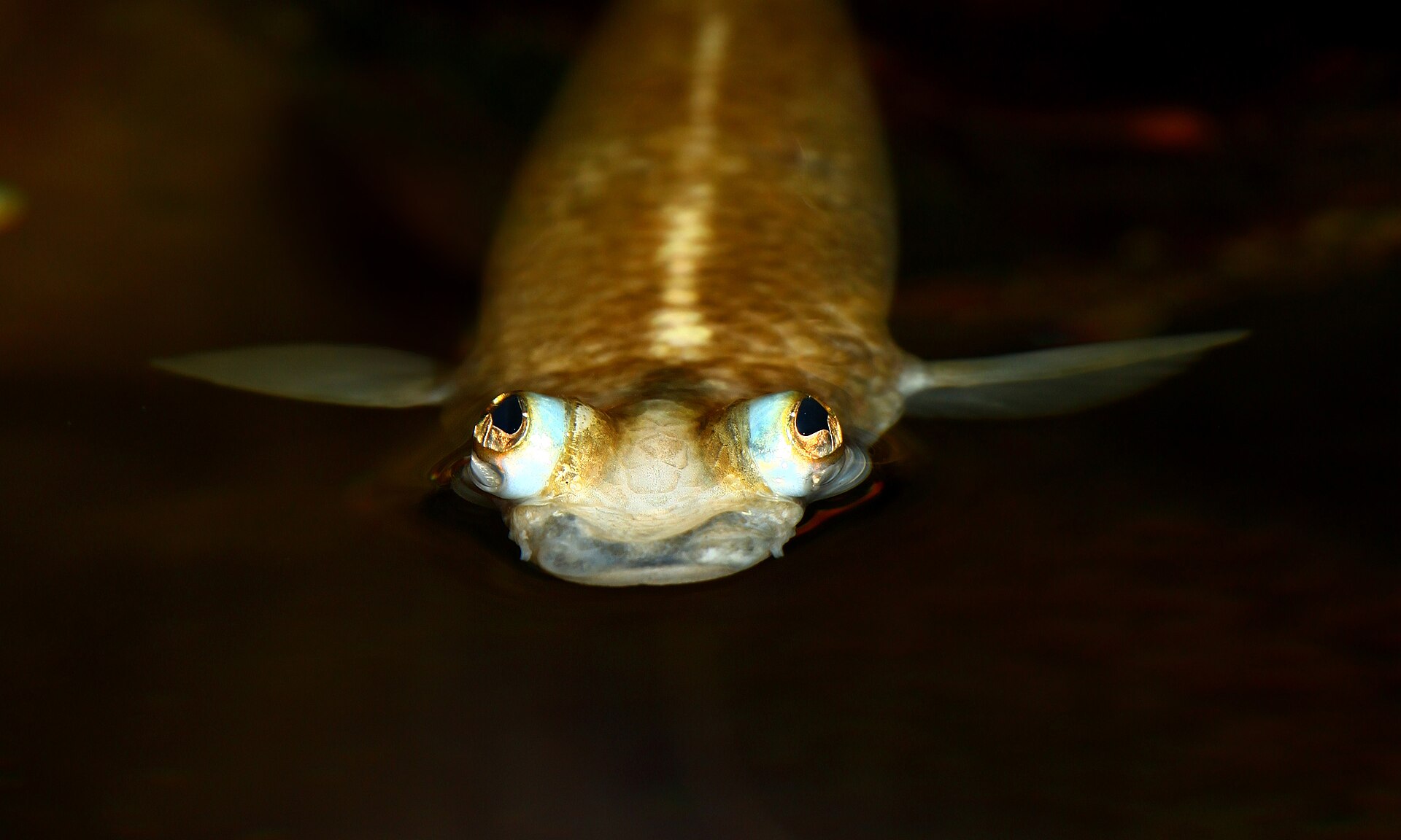 Four-eyed Fish (Anableps anableps): Brackish Surface Specialist