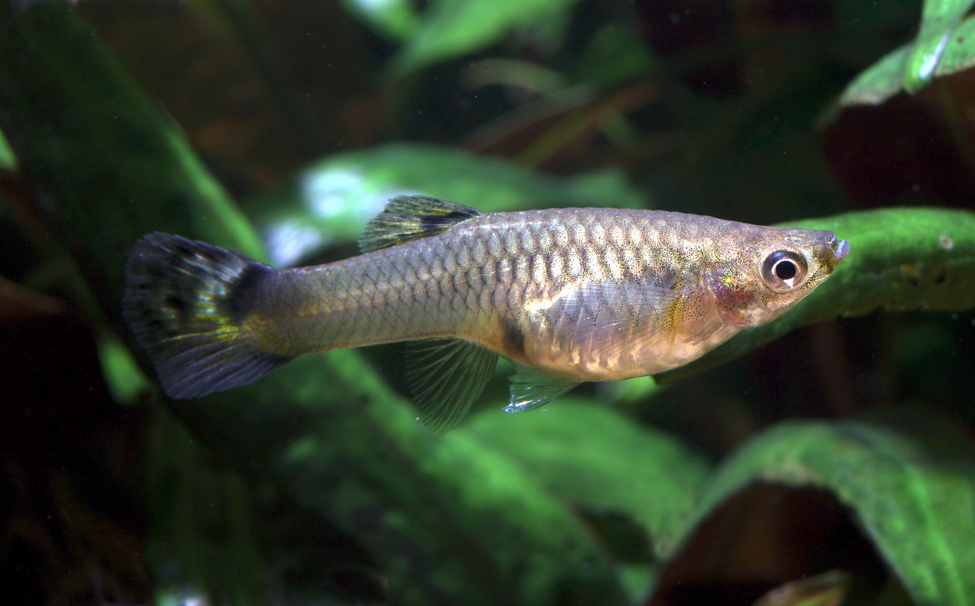 Guppy (Poecilia reticulata): Care, Lines & Disease