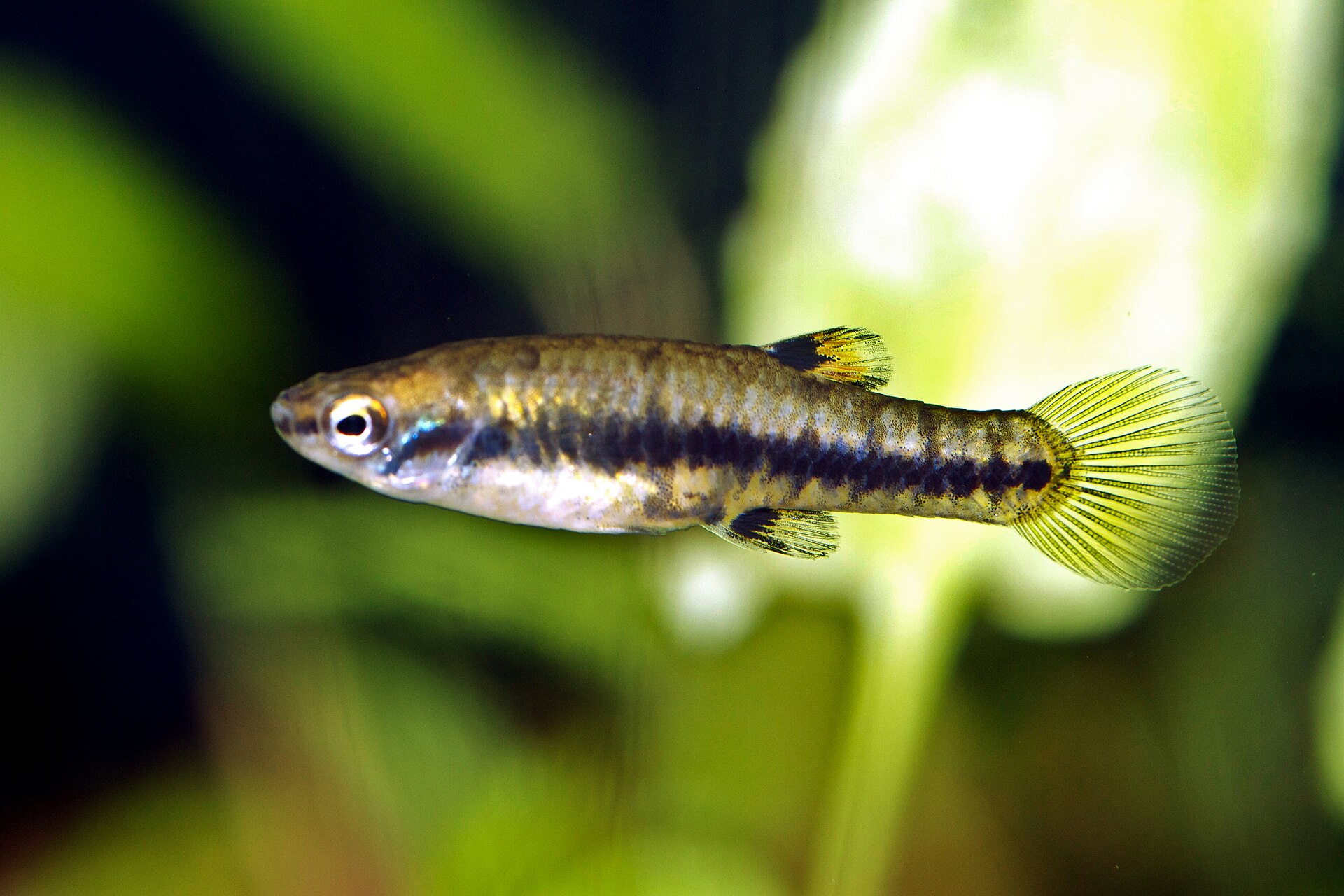 Least Killifish (Heterandria formosa): Tiny Matrotrophic Livebearer