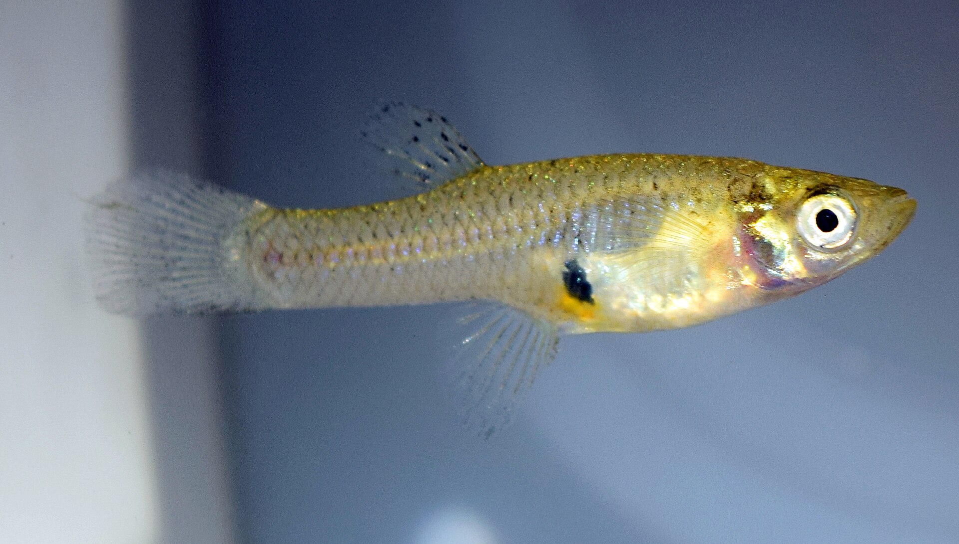 Mosquitofish (Gambusia affinis/holbrooki): Care & Cautions