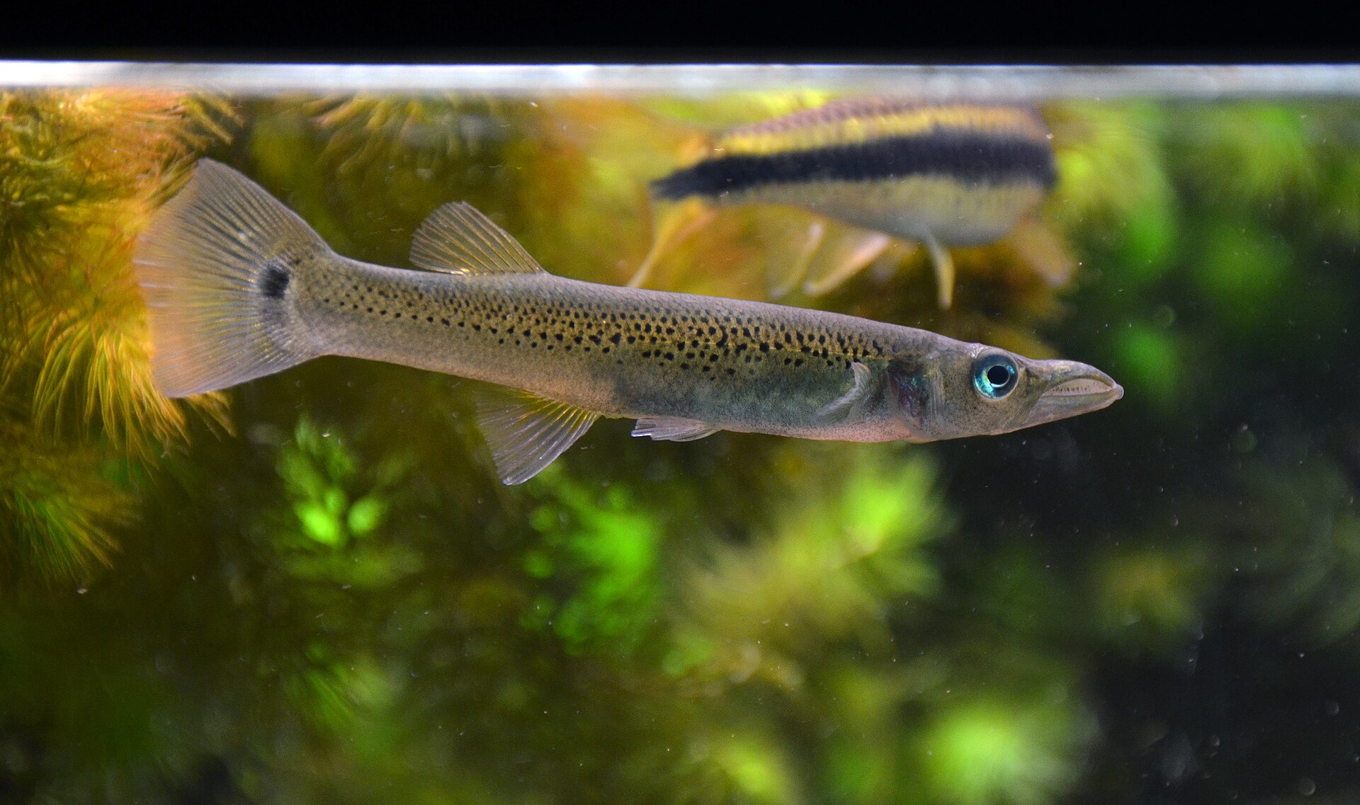 Pike Livebearer (Belonesox belizanus): Predatory Livebearer Care