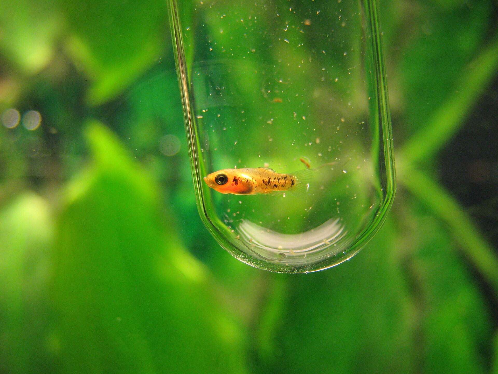 Platy (Xiphophorus maculatus): Care & Colour Forms