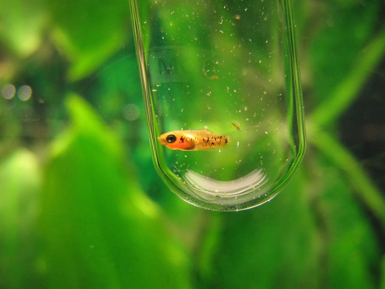 Platy (Xiphophorus maculatus): Care & Colour Forms