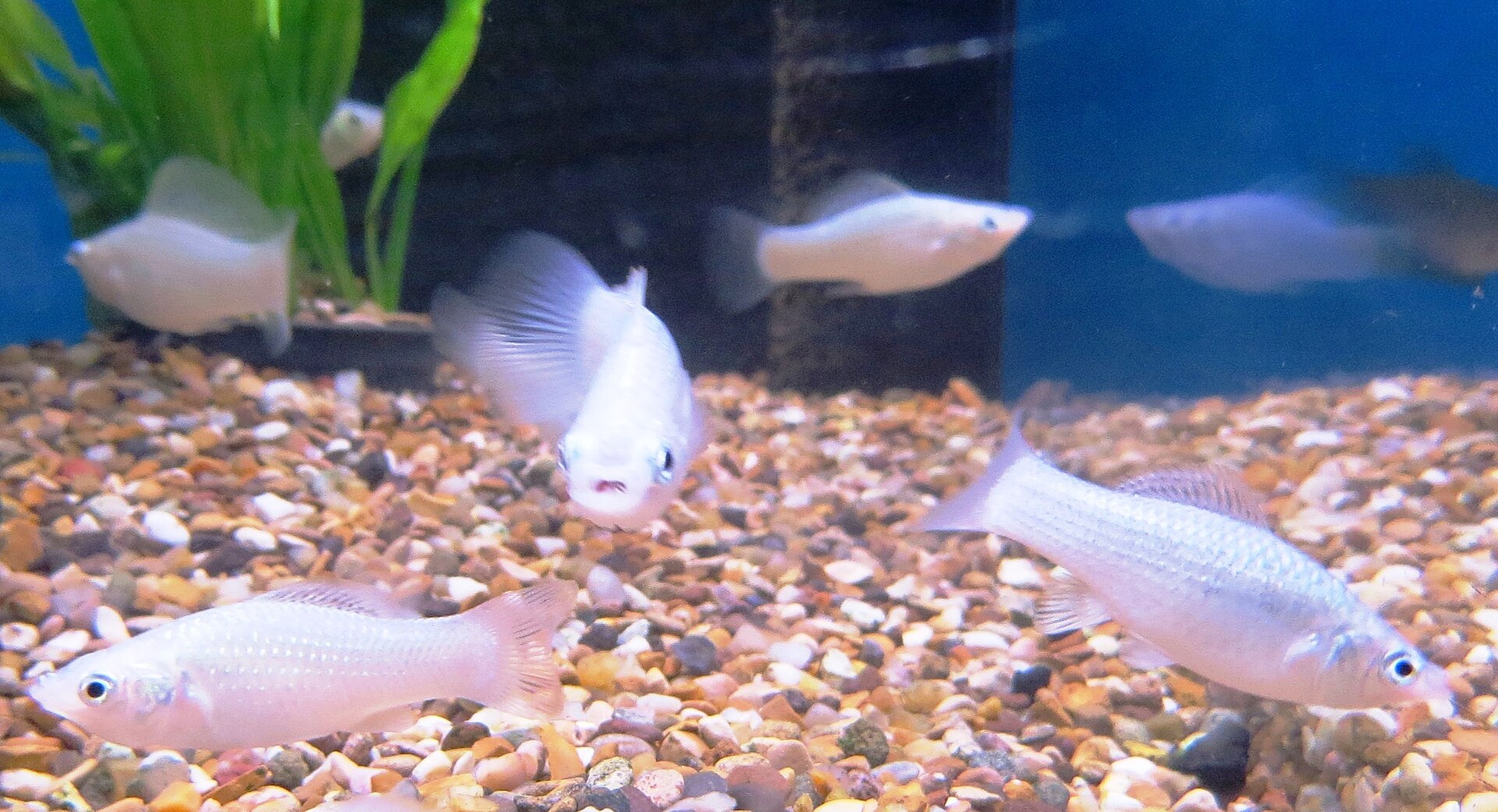 Sailfin Molly (Poecilia latipinna): Brackish-Tolerant Care