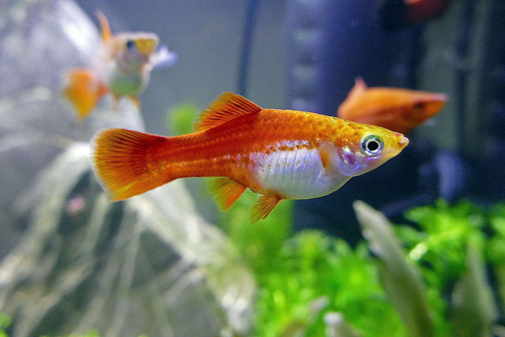 Swordtail (Xiphophorus hellerii): Size, Sexing & Care