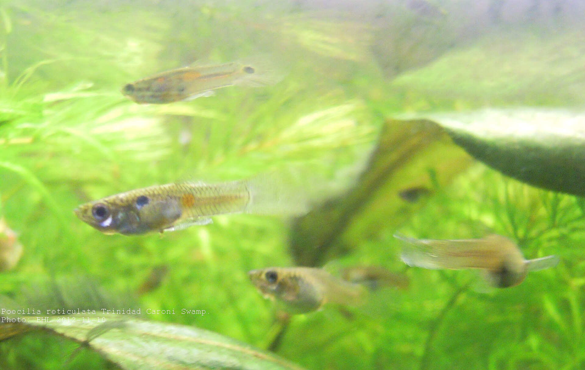The Complete Livebearers Guide: Guppies, Mollies & More