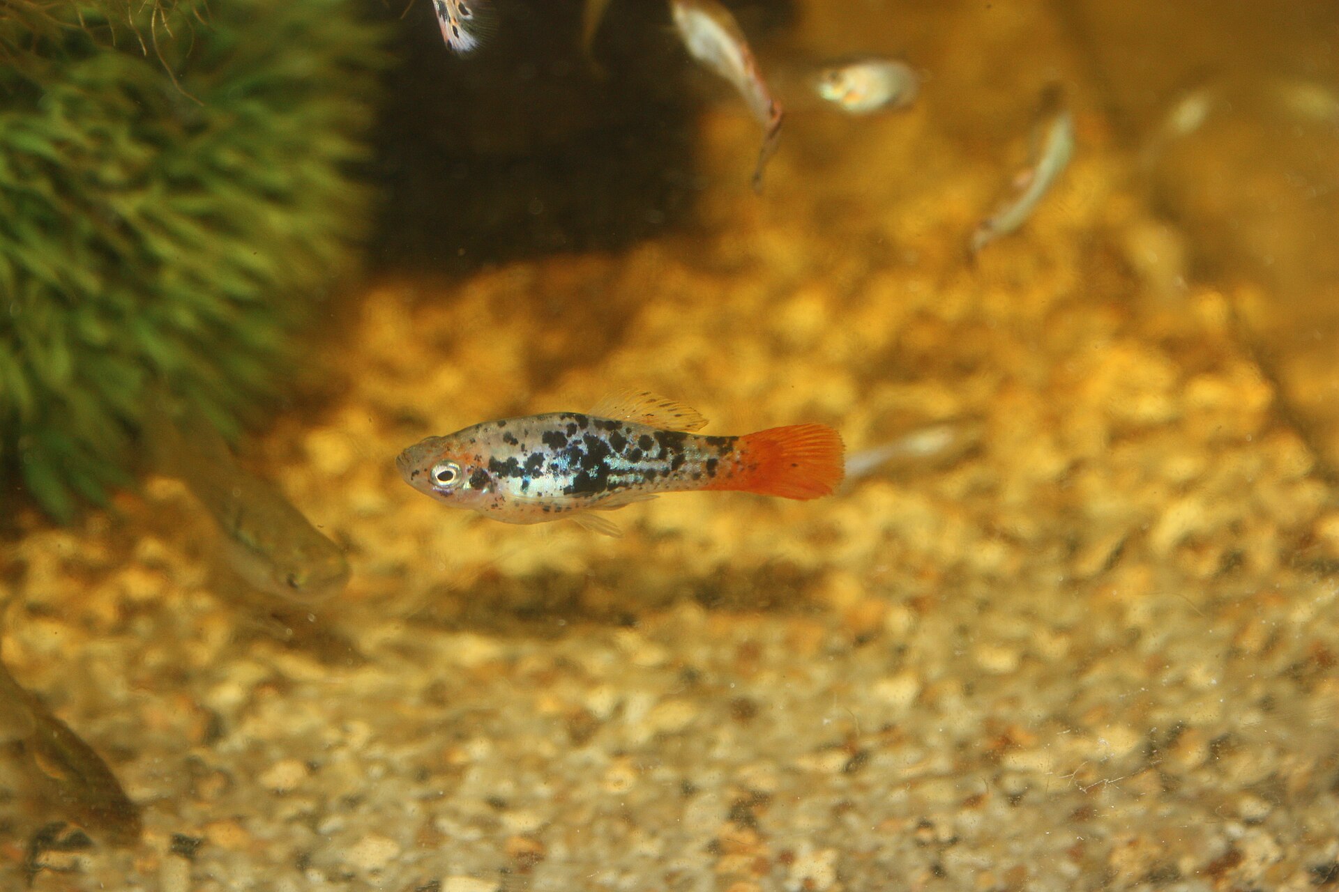 Variatus Platy (Xiphophorus variatus): Cooler Hard-Water Care