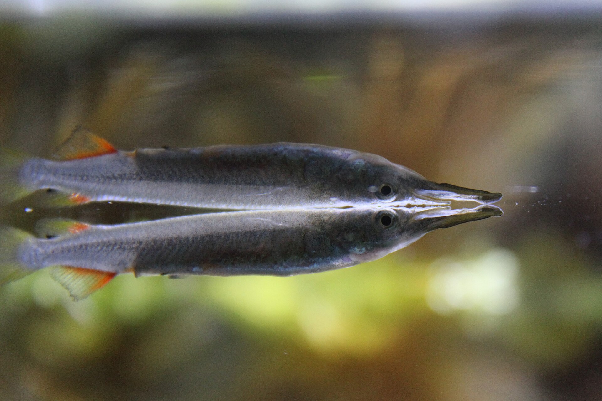 Wrestling Halfbeak (Dermogenys pusilla): Surface Livebearer Care