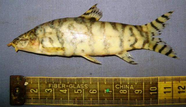 Banded Loach (Botia rostrata): Care & Cooler-Water Tolerance