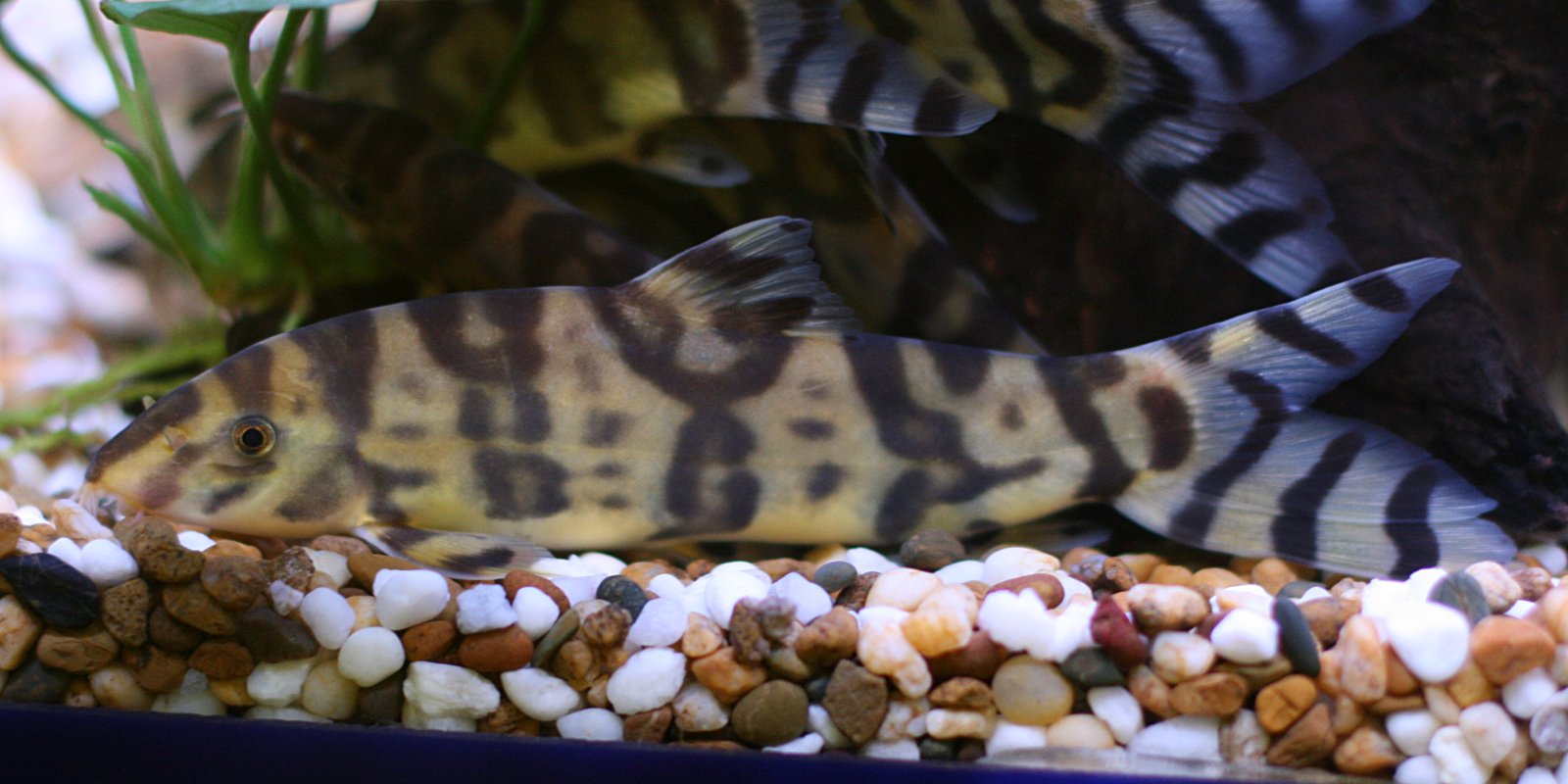 Burmese Border Loach (Botia histrionica): Care & Identification