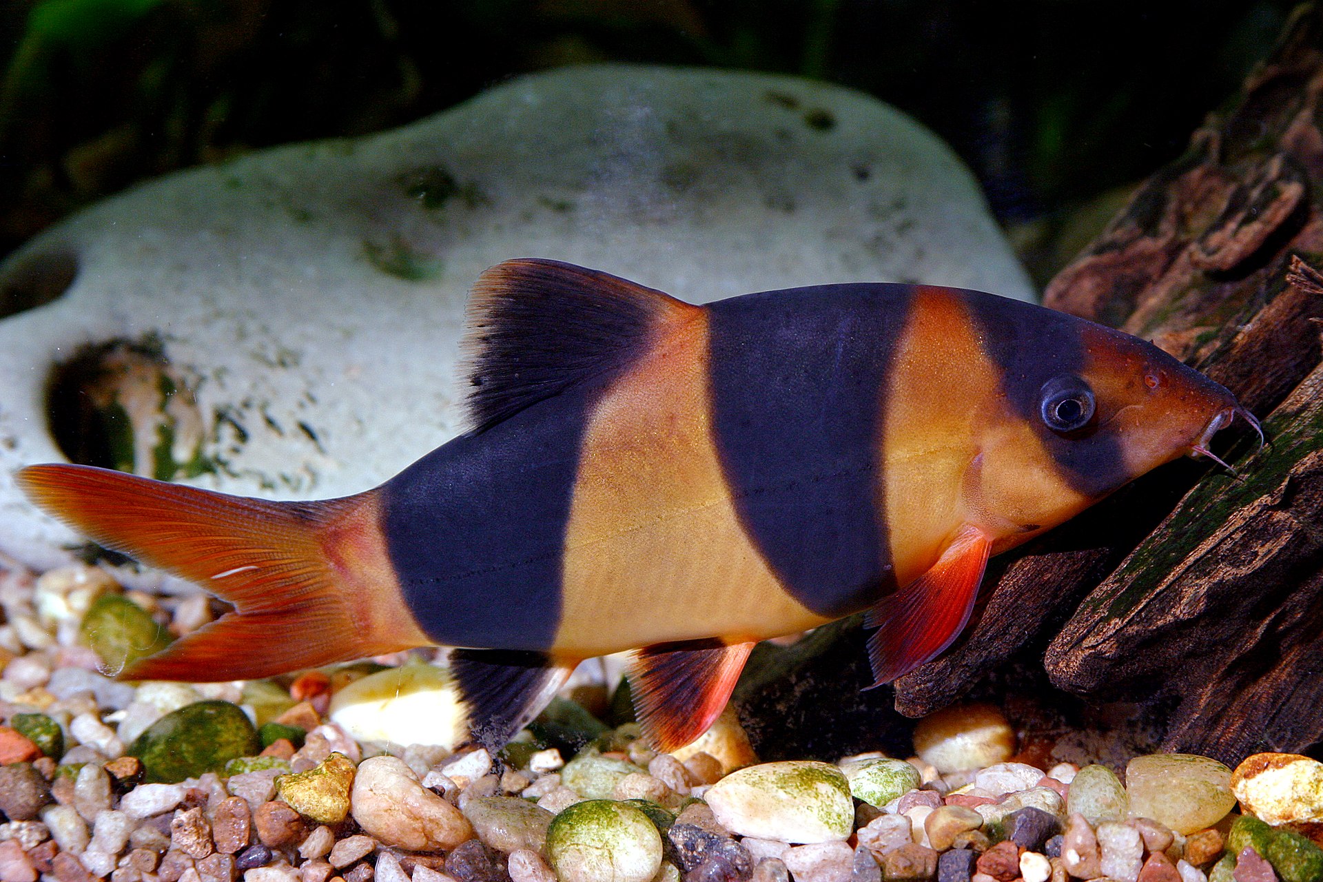 Clown Loach (Chromobotia macracanthus): Size, Groups & Lifespan