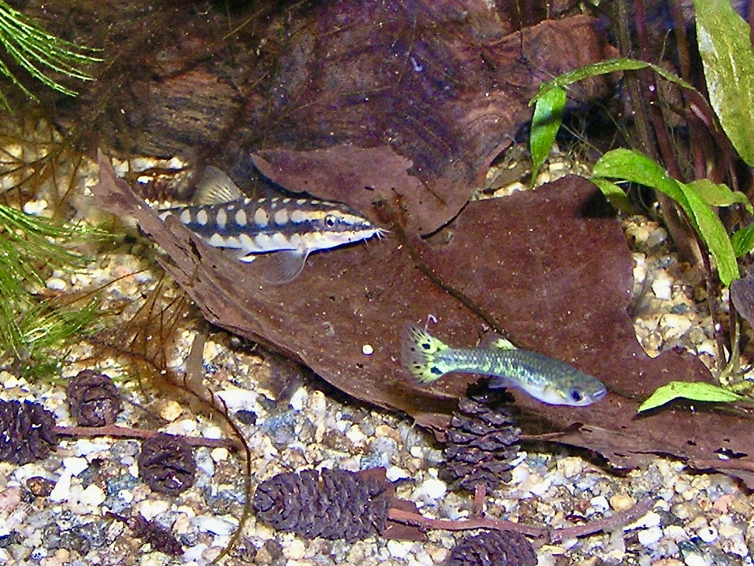 Dwarf Chain Loach (Ambastaia sidthimunki): Care & Conservation
