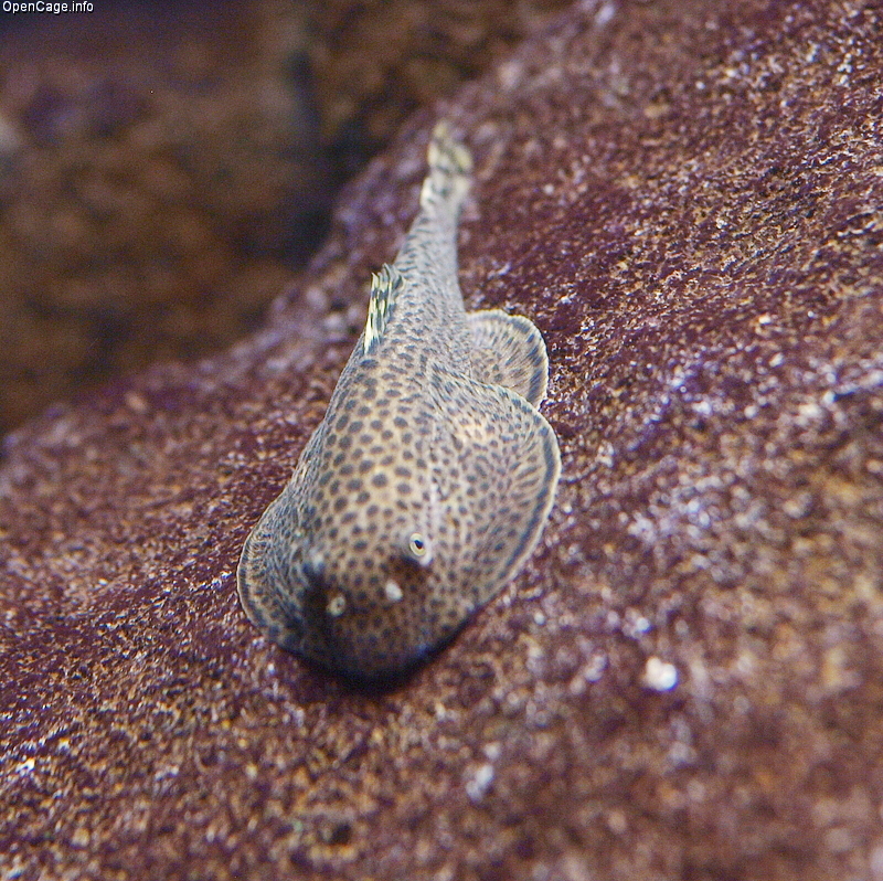 Hillstream Loach (Beaufortia kweichowensis): Flow & Oxygen Care