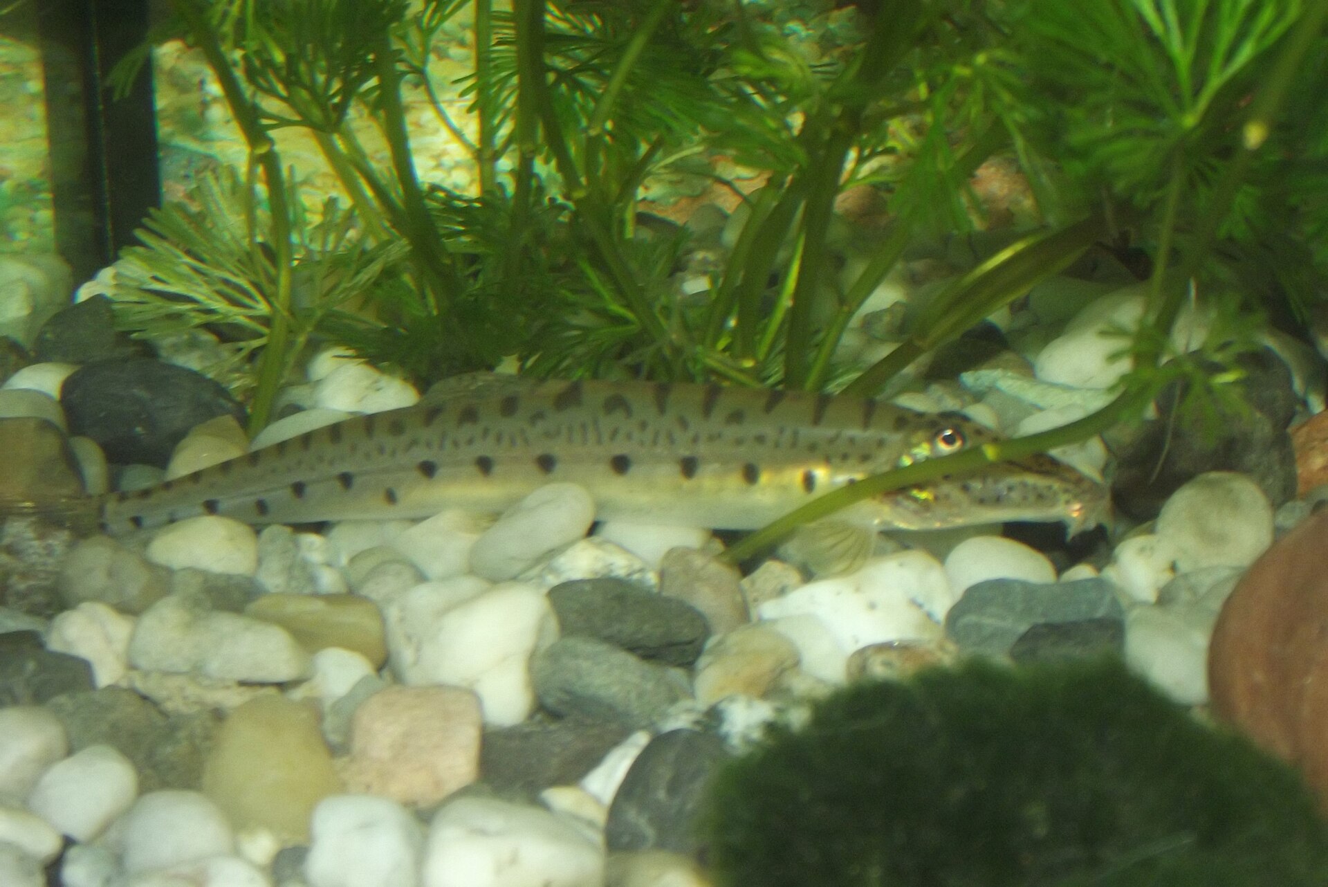Horse-Face Loach (Acantopsis dialuzona): Sand-Burrowing Care