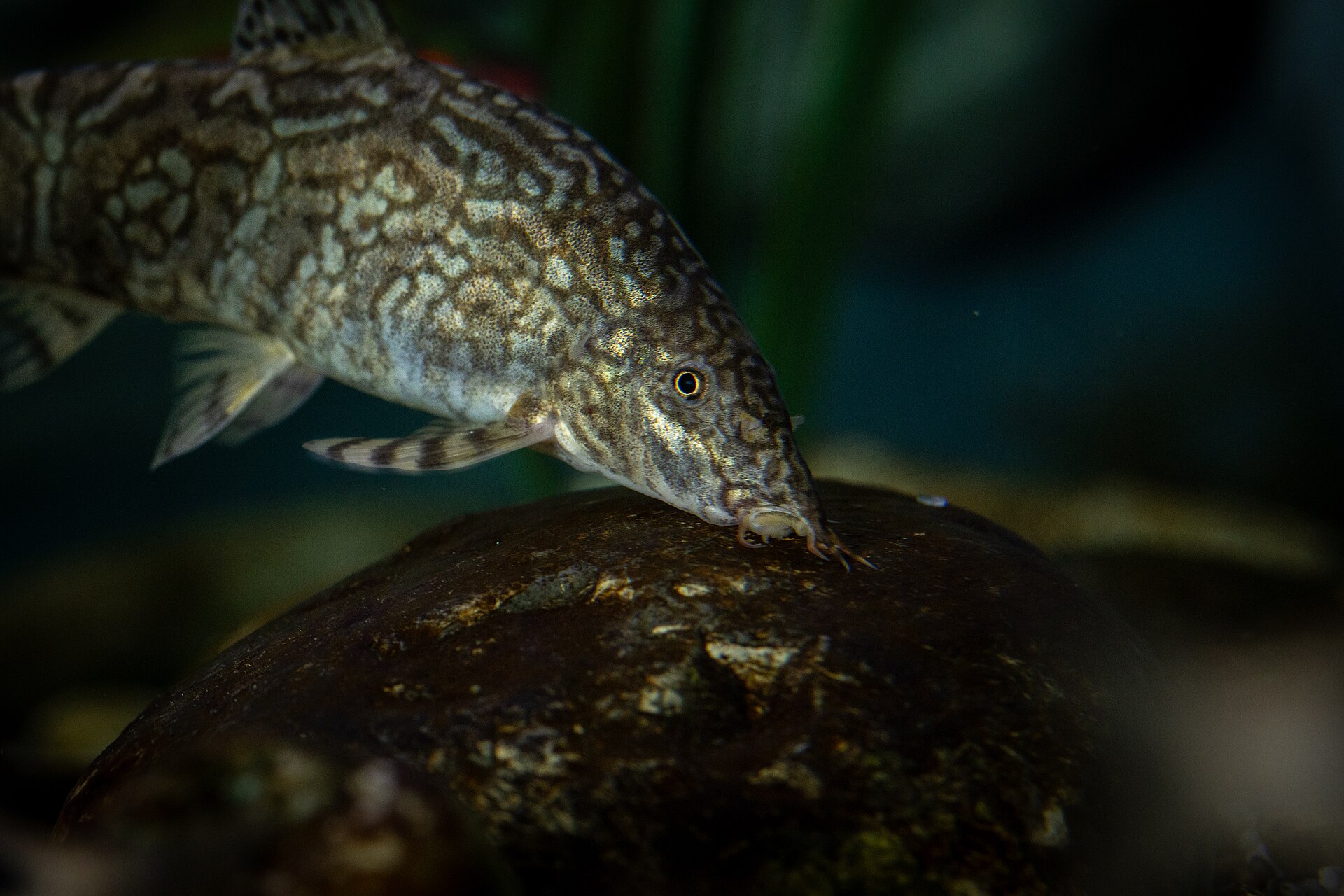 Kuhli Loach vs Freshwater Eel: Pangio, Spiny Eels & Swamp Eels