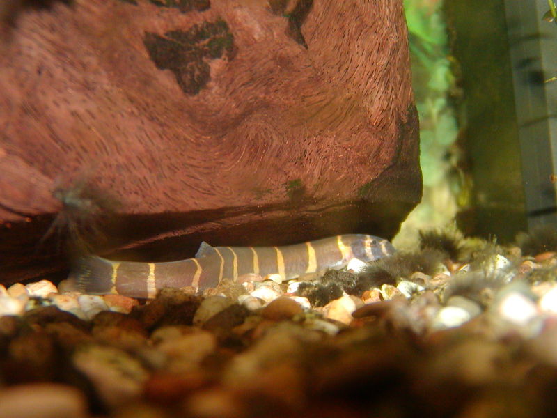 Kuhli Loach (Pangio kuhlii): Care & Sand-Burrowing Behaviour