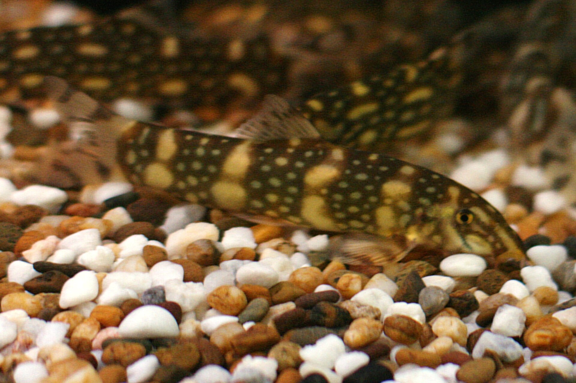 Polka-Dot Loach (Botia kubotai): Care & Adult Pattern Change