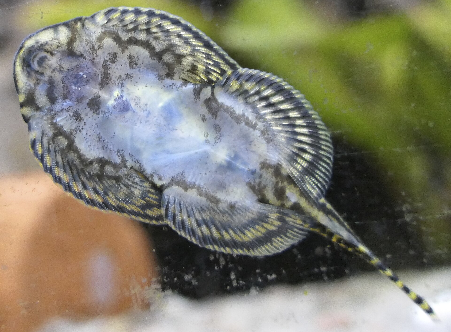 Reticulated Hillstream Loach (Sewellia lineolata): Care