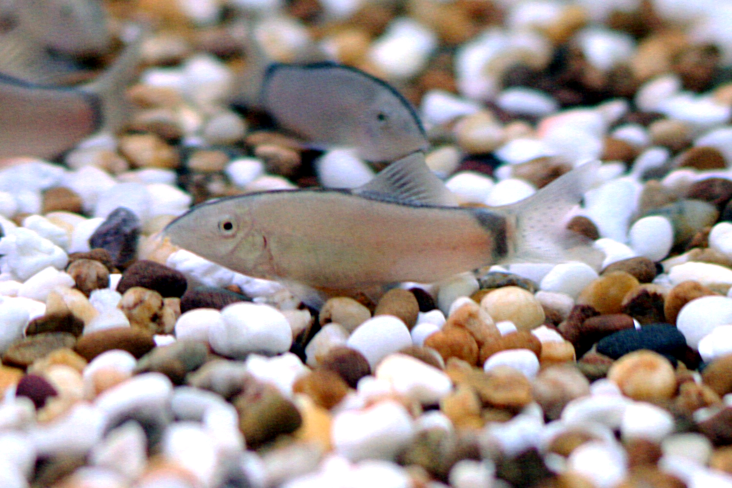Skunk Loach (Yasuhikotakia morleti): Care, Temperament & Groups