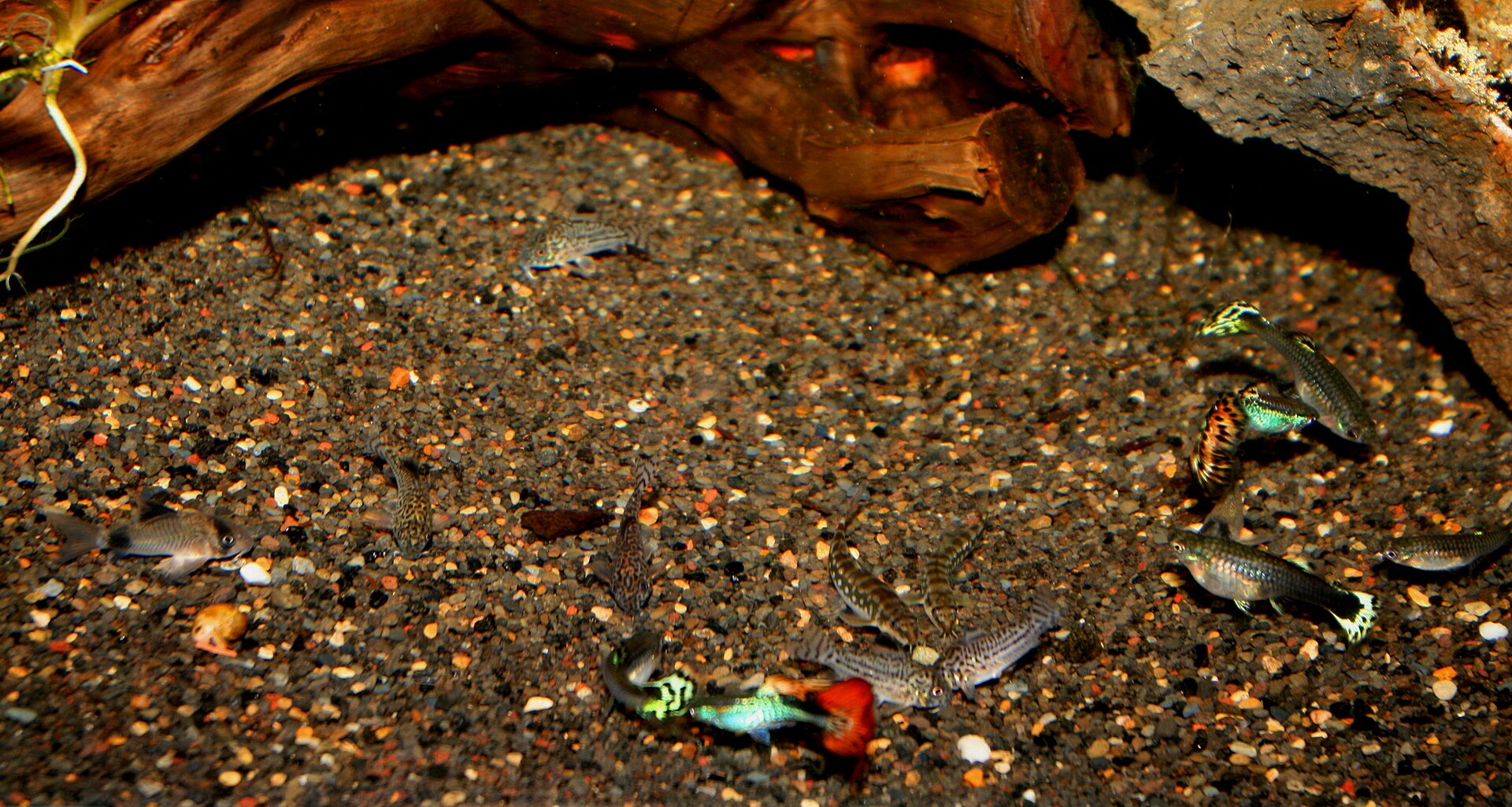 Sumo Loach (Schistura spp.): Care for Stream Nemacheilids