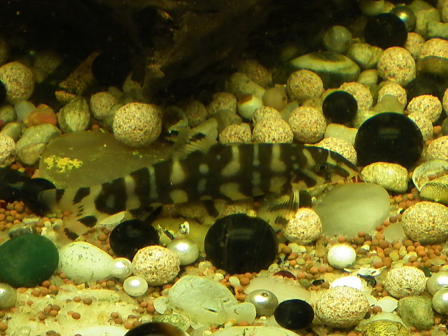 Why Does My Clown Loach Keep Getting Ich?