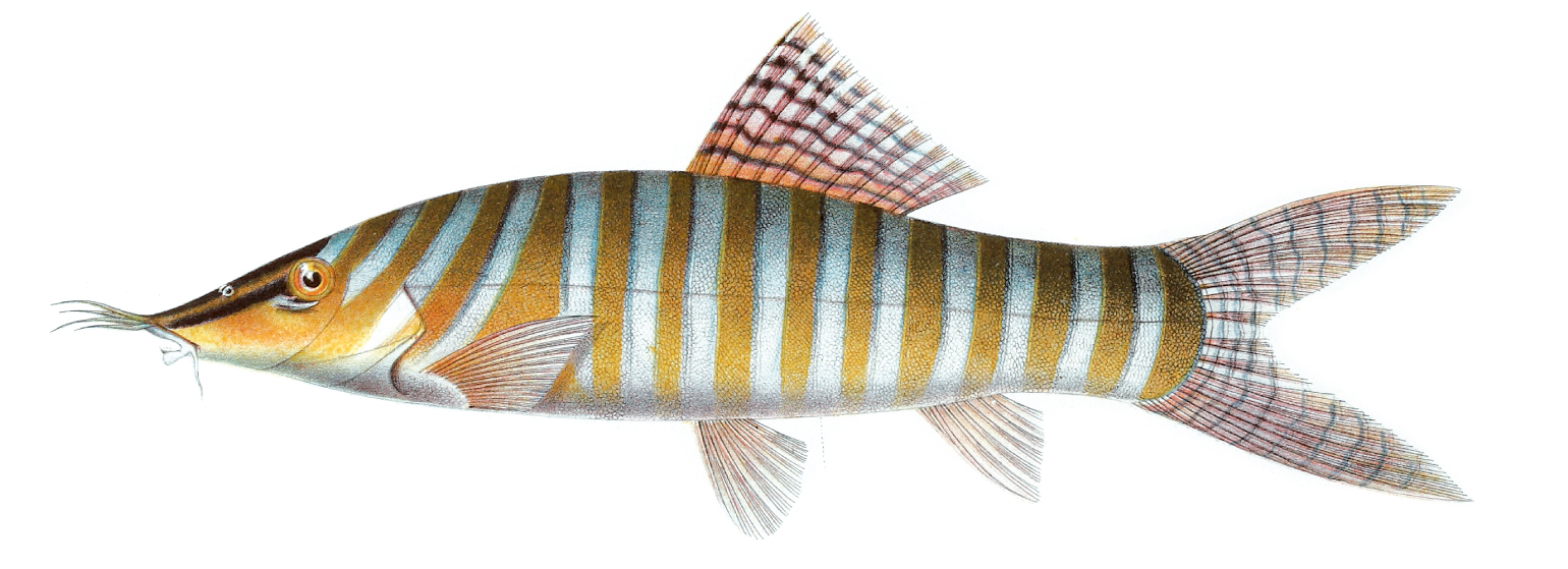 Tiger Loach (Syncrossus hymenophysa): Care for a Boisterous Loach