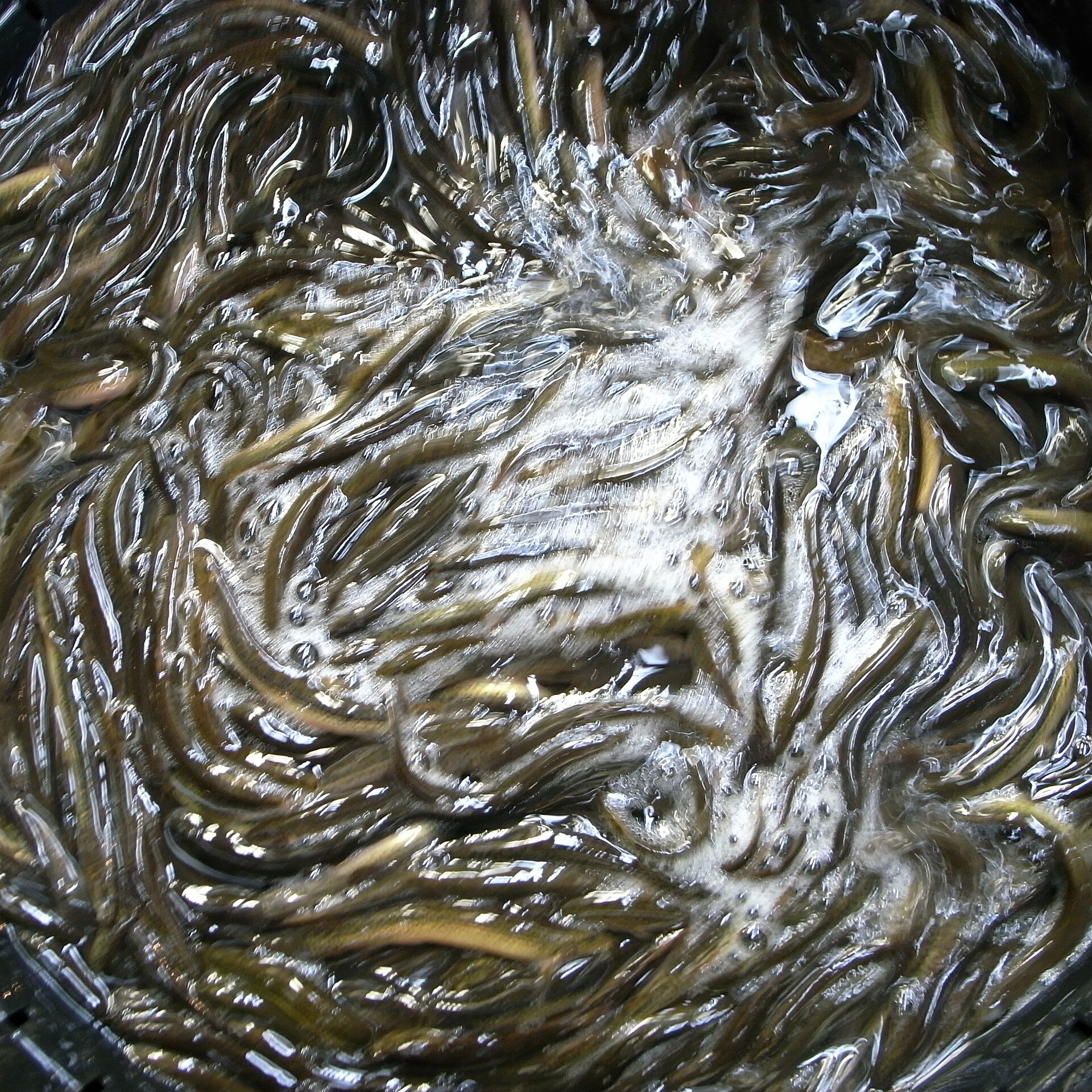 Weather Loach (Misgurnus anguillicaudatus): Cool-Water Care