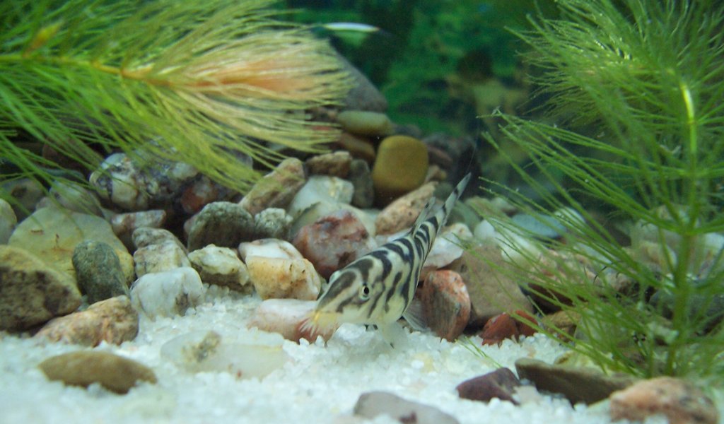 Yoyo Loach (Botia almorhae): Care, Pattern & Social Needs
