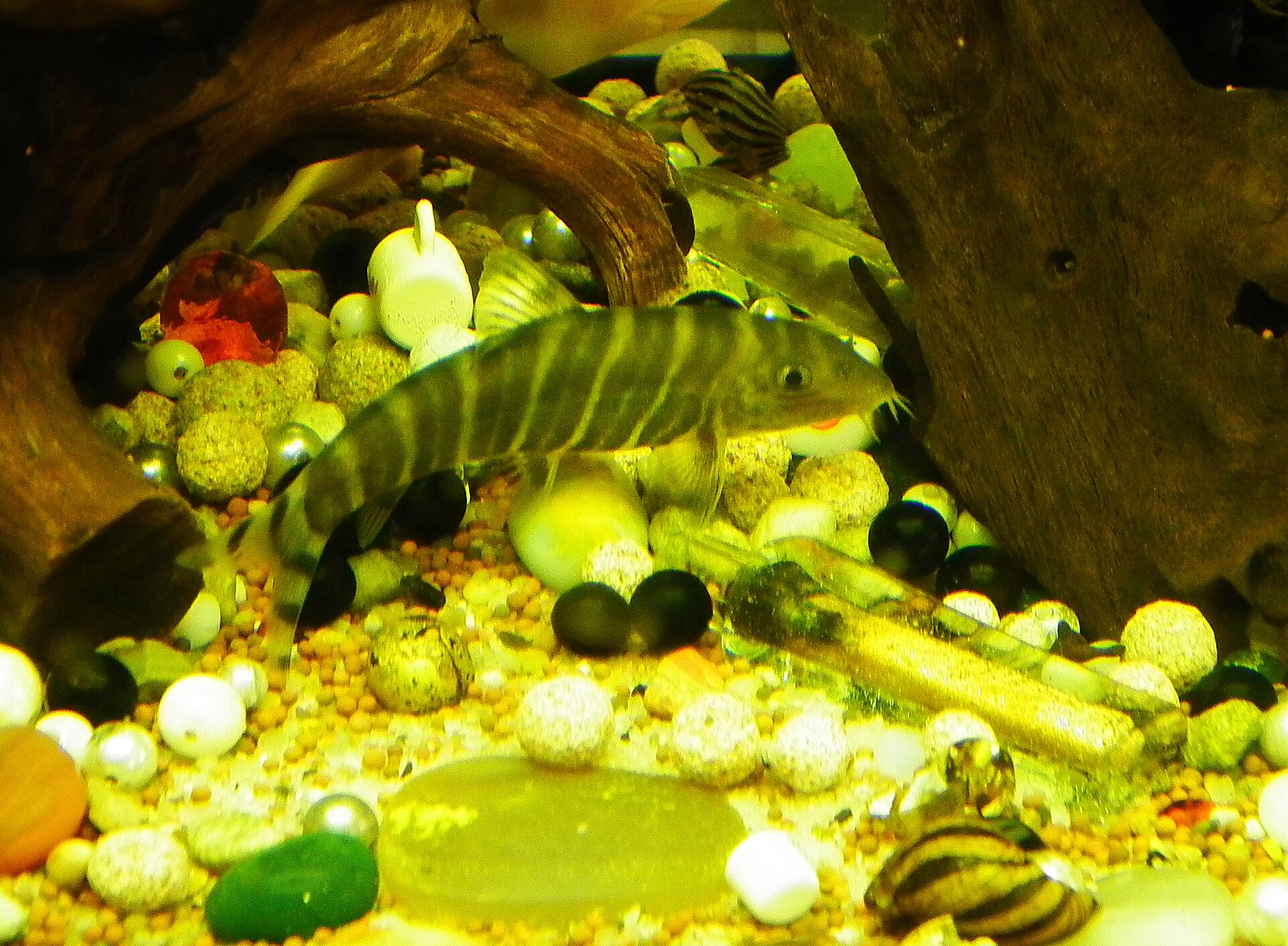 Zebra Loach (Botia striata): Care for the Peaceful Indian Botia