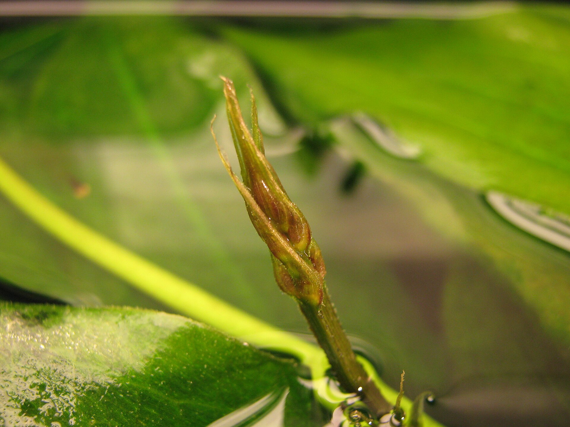 Amazon Sword (Echinodorus bleheri): Care Guide