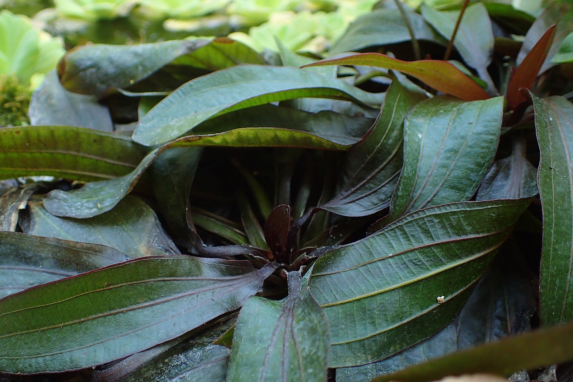Anubias barteri: Large Rhizome Plant Care