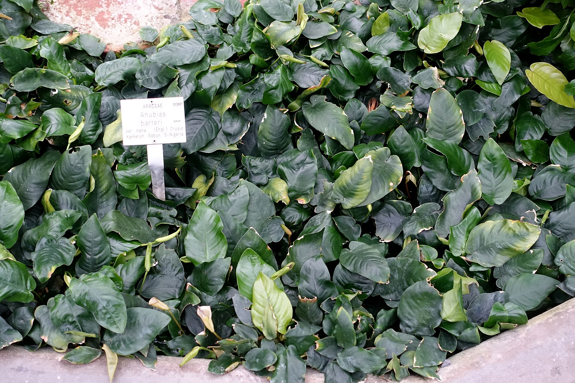 Anubias nana (Anubias barteri var. nana): Care Guide