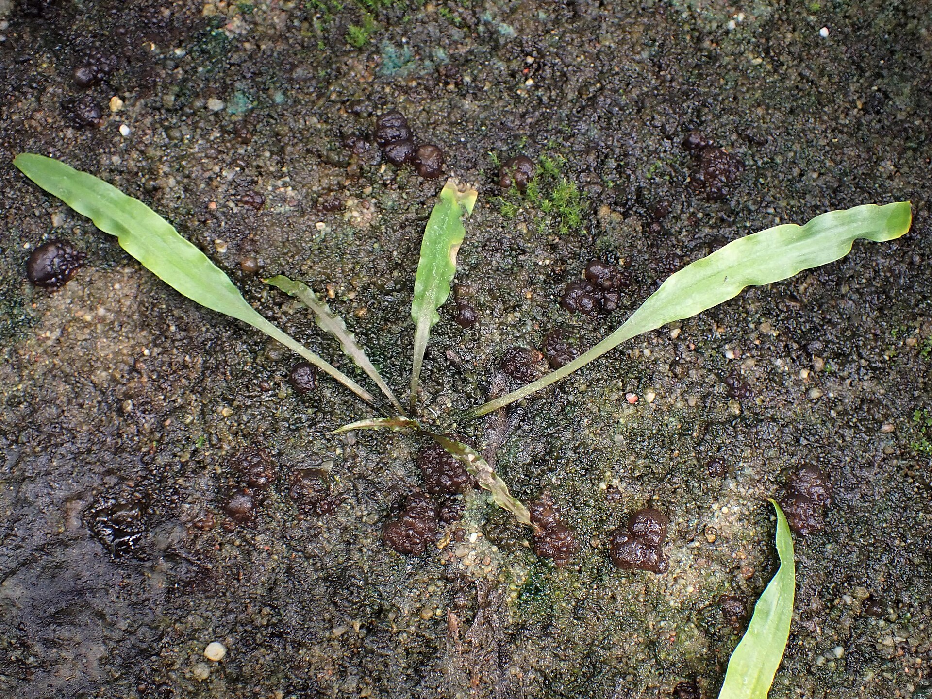 Cryptocoryne balansae: Tall Ribbon Crypt Care