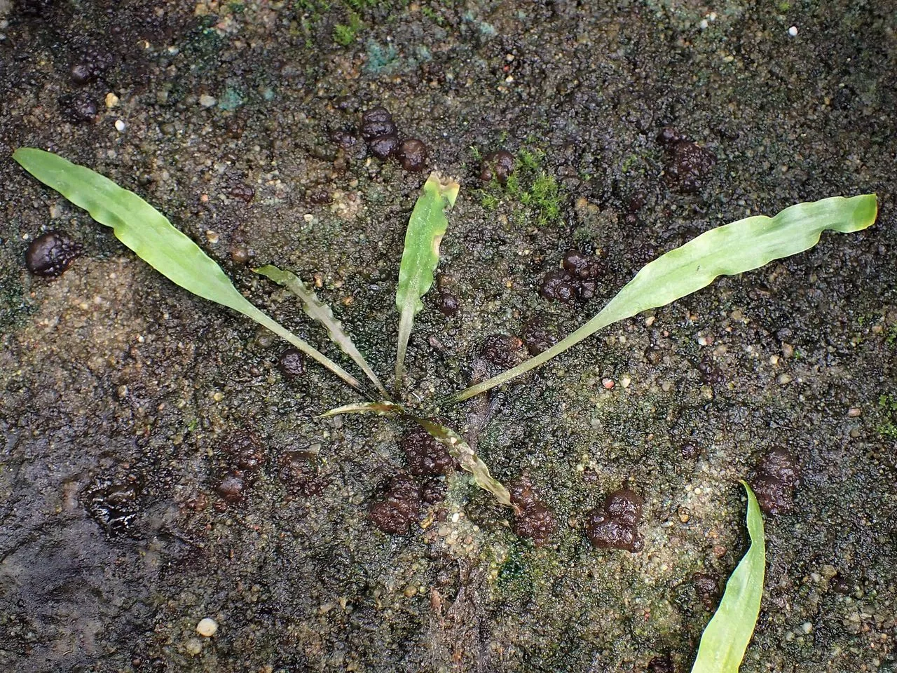 Cryptocoryne balansae: Tall Ribbon Crypt Care