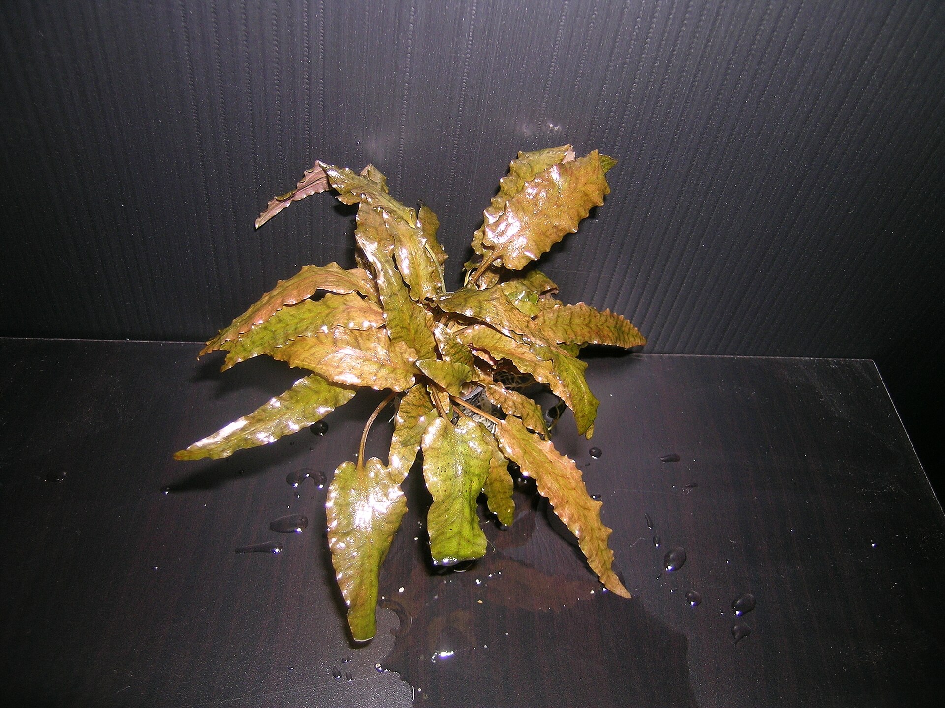 Why Are My Cryptocoryne Plants Melting?