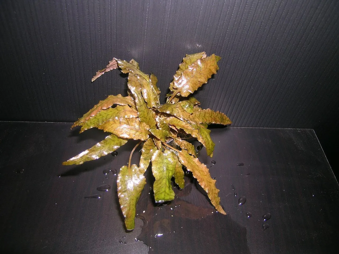 Why Are My Cryptocoryne Plants Melting?