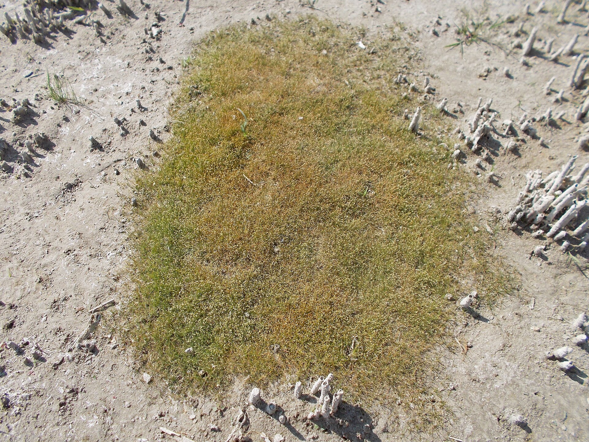 Dwarf Hairgrass (Eleocharis parvula): Carpet Care