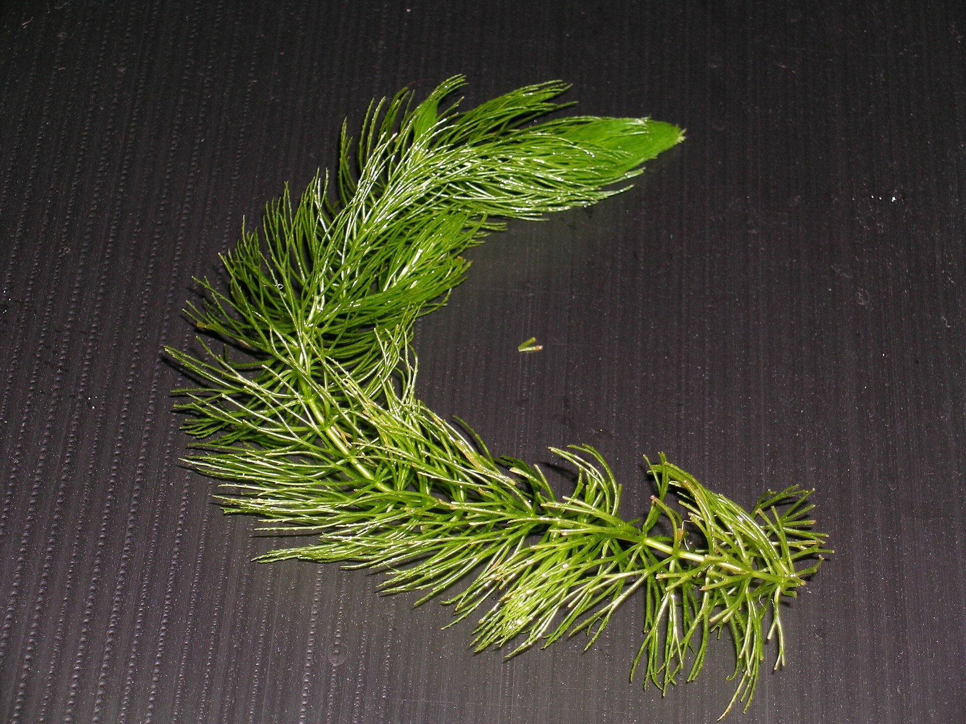 Hornwort (Ceratophyllum demersum): Floating Plant Care