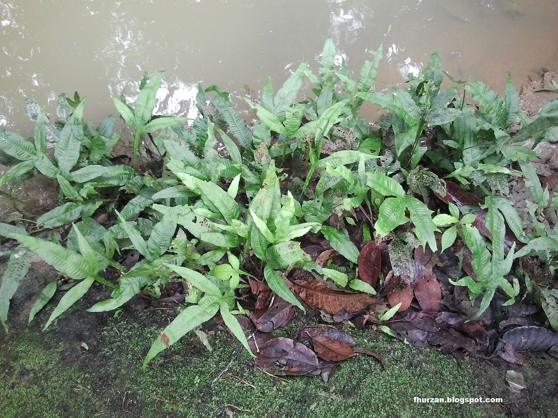 Java Fern (Microsorum pteropus): Care Guide
