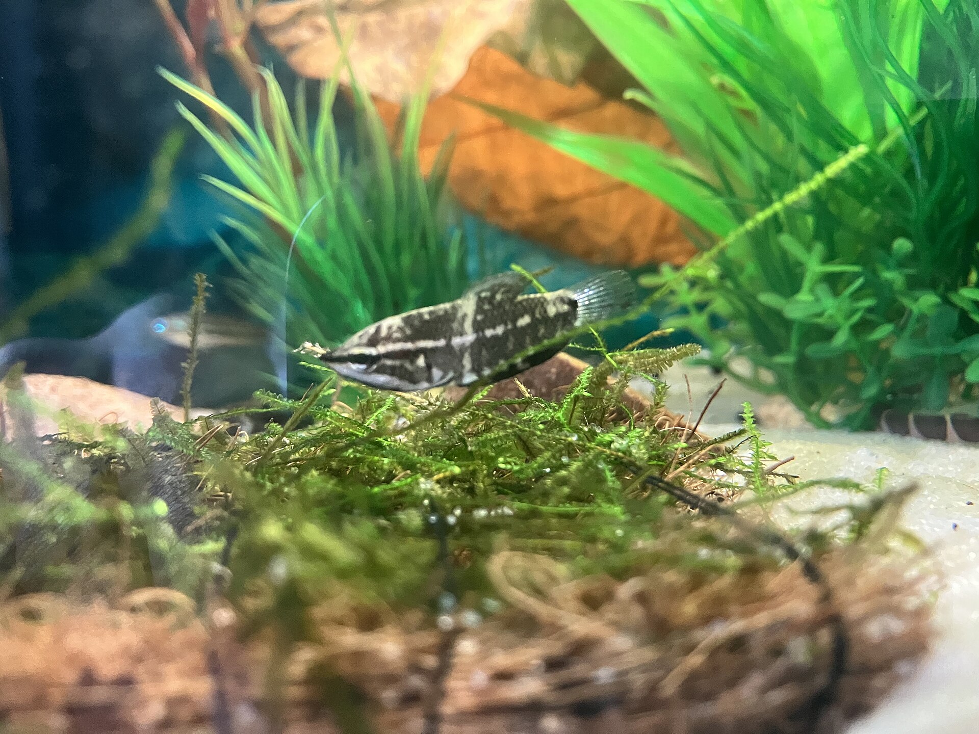 Why Are My Aquarium Plants Turning Yellow?