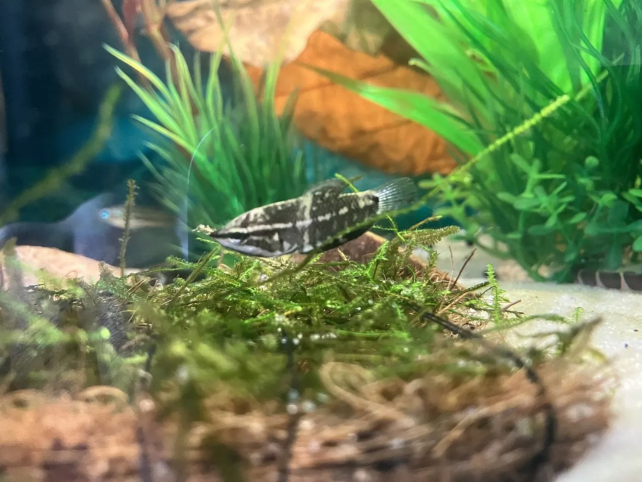 Why Are My Aquarium Plants Turning Yellow?