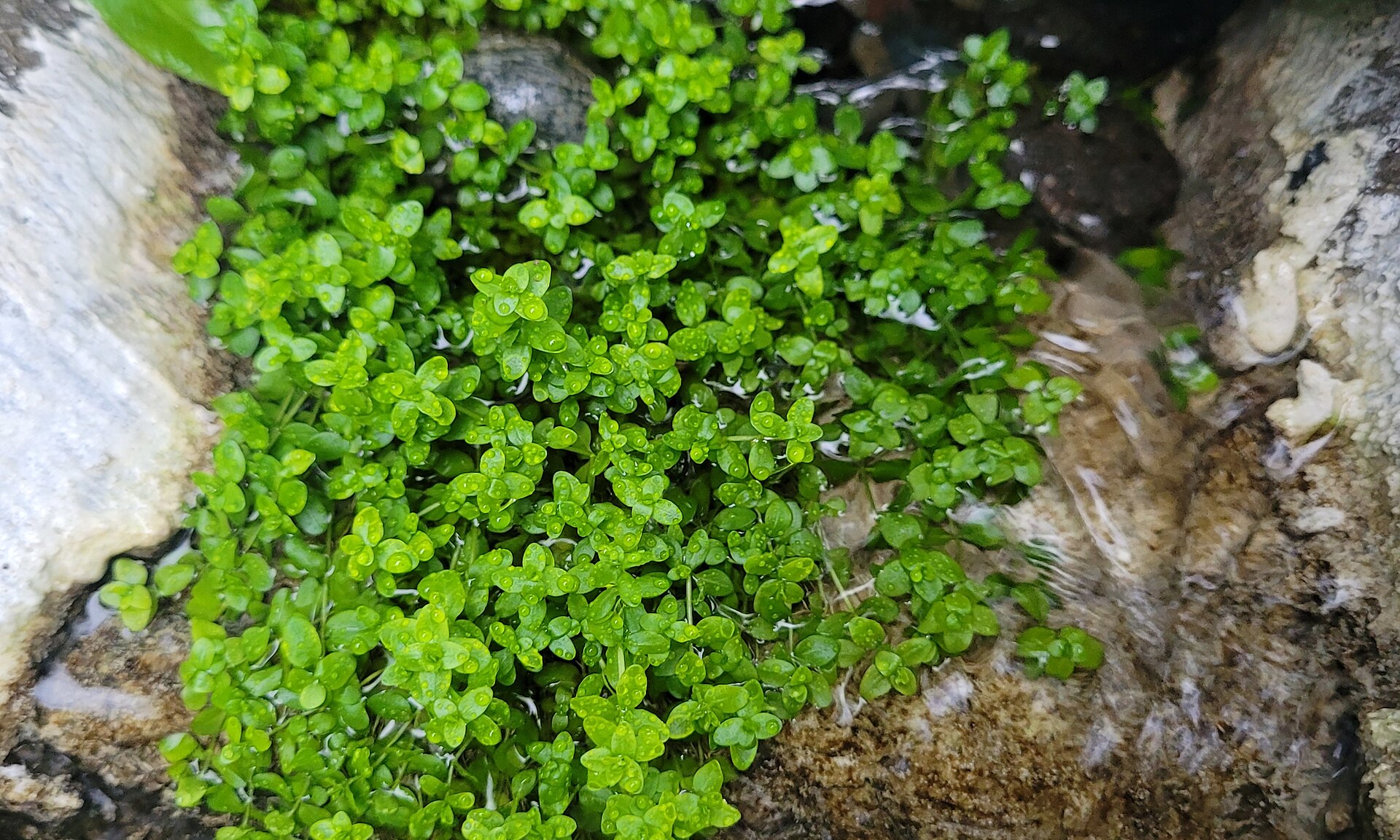 Monte Carlo (Micranthemum tweediei): Carpet Care