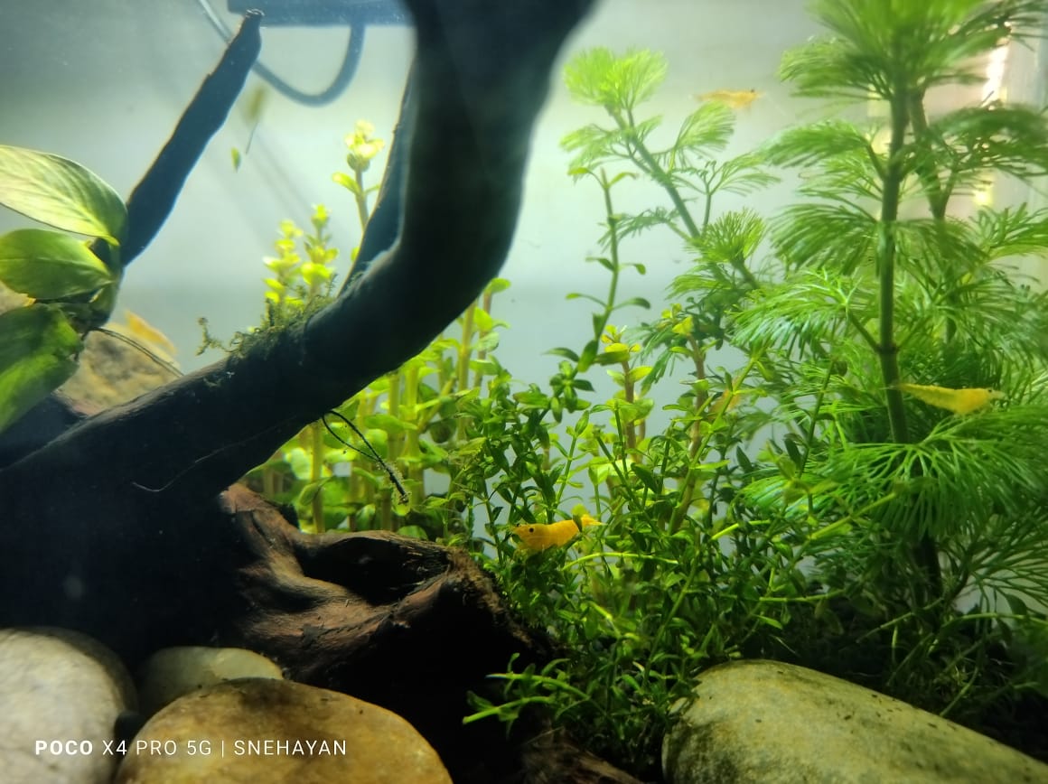 Why Are My Stem Plants Growing Leggy?